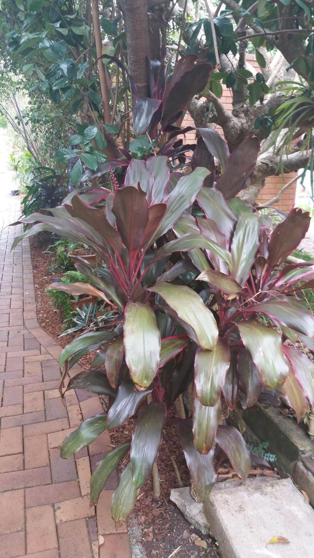 Elindale House Bed & Breakfast Lismore Bagian luar foto