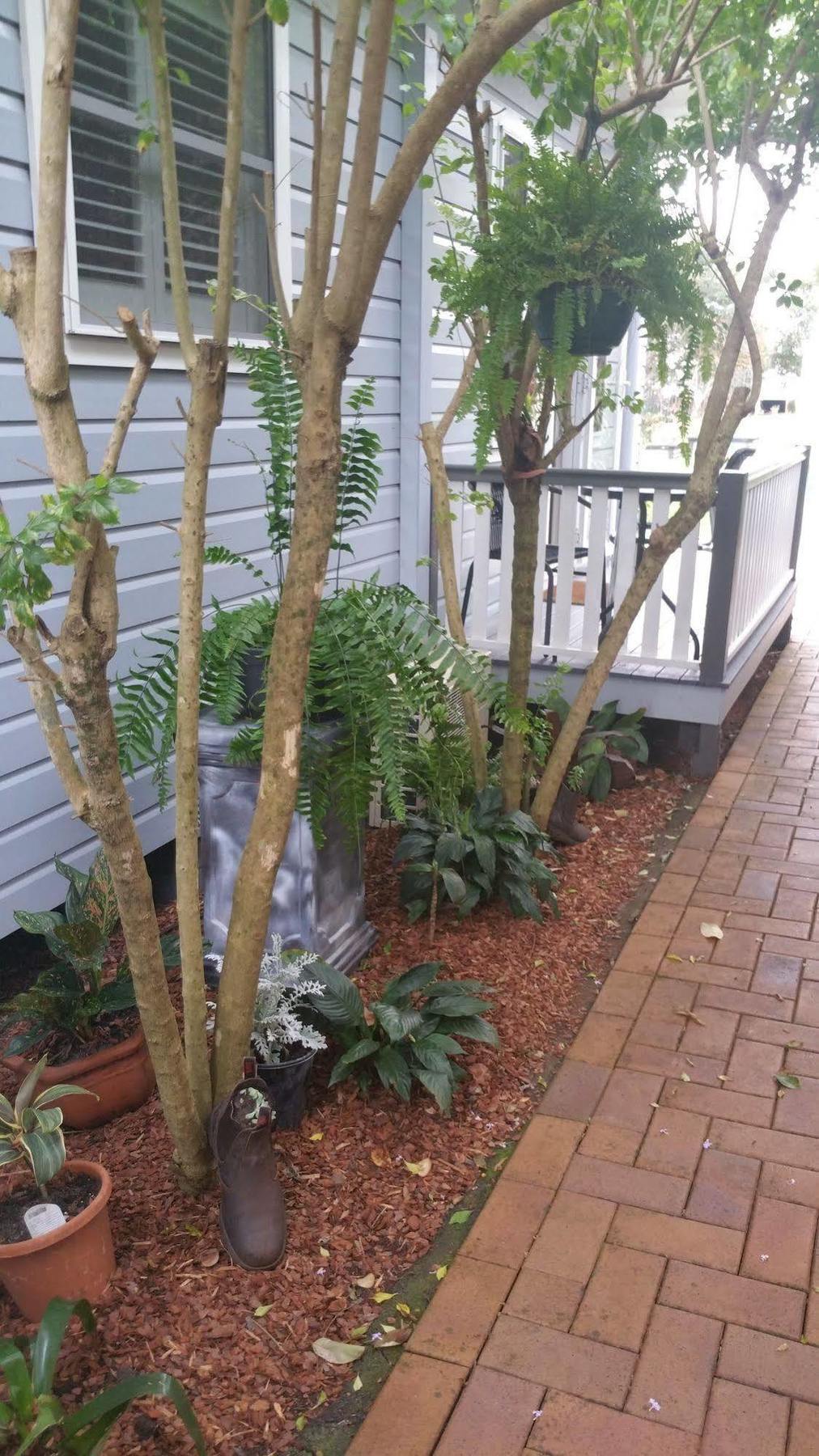 Elindale House Bed & Breakfast Lismore Bagian luar foto